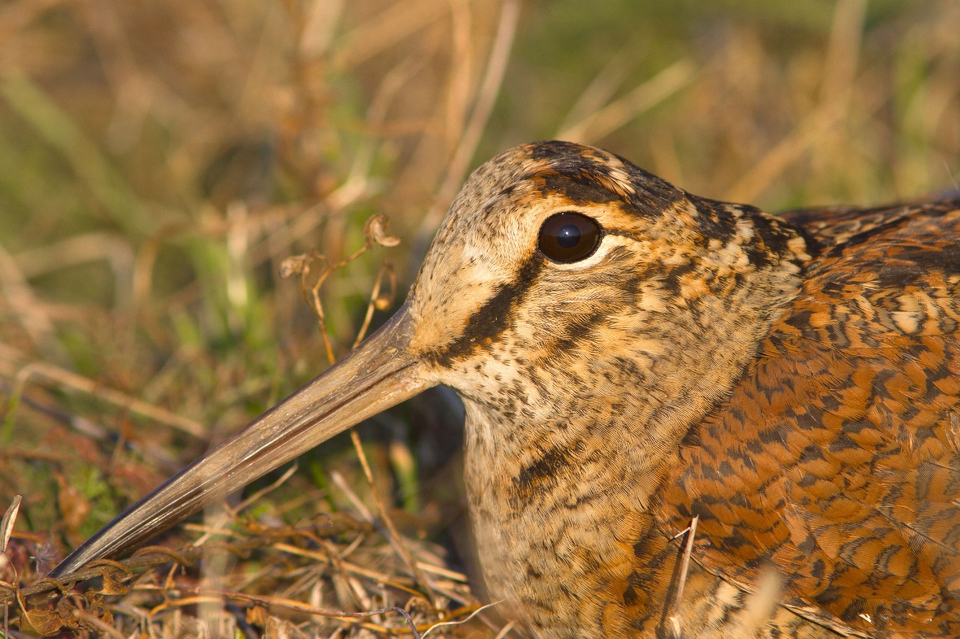 caccia alle beccacce in scozia sassetti country sports