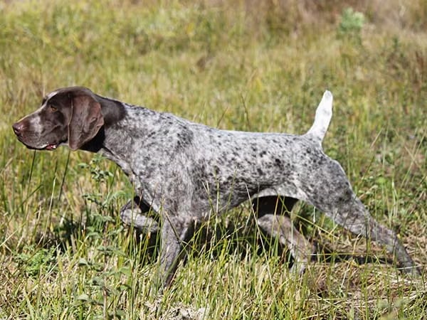 caccia alle beccacce in Scozia Sassetti Country Sports