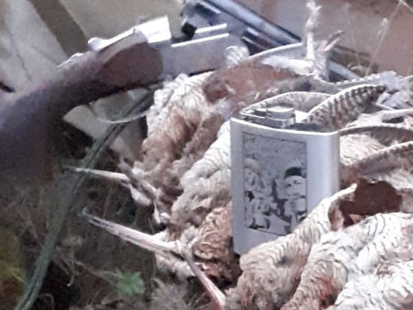 caccia alle beccacce in Scozia Sassetti Country Sports