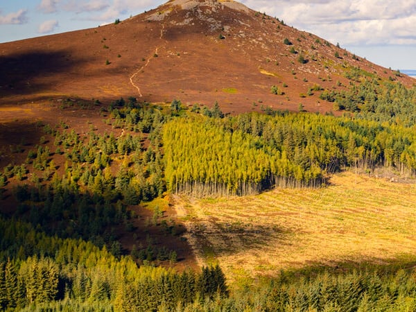 caccia alle beccacce in Scozia Sassetti Country Sports